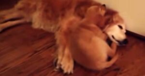 Cucciolo di Golden Retriever conforta un vecchio amico che stava avendo un incubo (VIDEO)