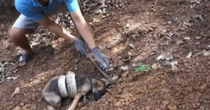 Cucciolo rimane intrappolato nella morsa di un pitone, il salvataggio davvero al limite (VIDEO)