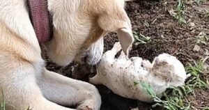 La scena straziante di una cagnolina che tira fuori da sottoterra uno dei suoi cuccioli che non ce l’ha fatta (VIDEO)