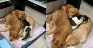 Gattino decide di fare un pisolino in compagnia di tre Golden Retriever (VIDEO)