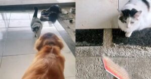 Il gatto è geloso quando vede il Golden Retriever che viene spazzolato e corre a chiedere attenzioni (VIDEO)