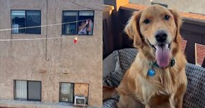 Ragazzo manda i giocattoli dal balcone al Golden Retriever con cui ha fatto amicizia (VIDEO)