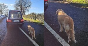 La scena commovente di una Golden Retriever che accompagna il carro funebre con la sua proprietaria