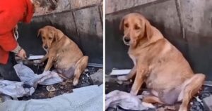 Cagnolina incinta reagì, ma cambiò quando si rese conto che erano lì per salvare i suoi cuccioli.