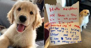 Ragazzino scrive una lettera al Golden Retriever dei vicini per fare una dolce richiesta