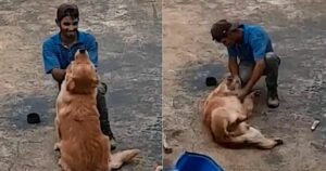 Proprietario filma la reazione dell’operaio alla vista del suo Golden Retriever (VIDEO)