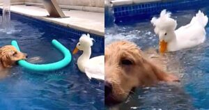 Papera cavalca un Golden Retriever per giocare in piscina e il video diventa virale (VIDEO)