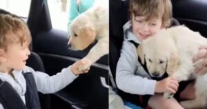 Bambino autistico sorride dopo aver ricevuto un dolce cucciolo di Golden Retriever (VIDEO)