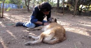 Ogni vita vale: era un anziano randagio incapace di difendersi, adesso vive con i suoi soccorritori (VIDEO)