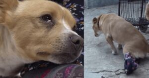 La donna non si è mai separata dal cane paralizzato trovato in una scatola di cartone: quando lo portano via scoppia a piangere