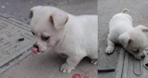 Il cucciolo non voleva allontanarsi dal tombino: poco dopo il padrone scopre la straziante verità (VIDEO)