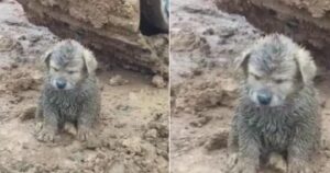 Cucciolo ricoperto di fango viene trovato da un camionista in un cantiere edile: dopo averlo pulito scopre con enorme sorpresa il suo vero colore