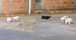 Il pinscher corre a salvare il suo amico gattino che si mette sempre nei guai (VIDEO)