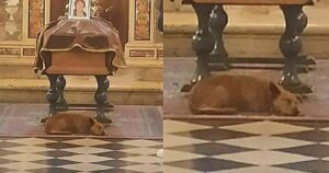 La padrona muore e il cagnolino veglia tutto il tempo la sua bara, seguendo pure il carro funebre