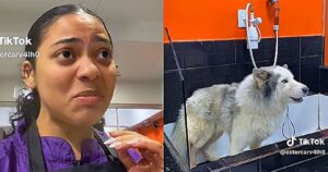 Il bagno dell’husky siberiano dal toelettatore diventa una vera e propria lotta (VIDEO)