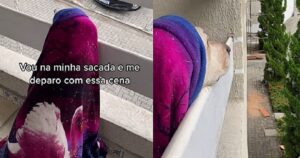 Cagnolino adora affacciarsi dal balcone indossando la sua immancabile coperta per non sentire freddo (VIDEO)