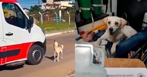 Cagnolino ottiene il permesso e accompagna il padrone che si è sentito male in ambulanza (VIDEO)