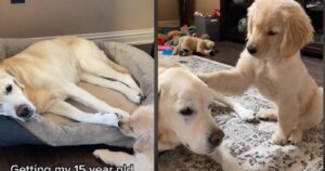 Un cucciolo di Golden Retriever entra nella vita di questo anziano Labrador: quello che accade è pura magia (VIDEO)