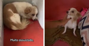 Cagnolino traumatizzato dal suo passato accetta solo dopo 6 mesi l’affetto della sua dolce padrona (VIDEO)