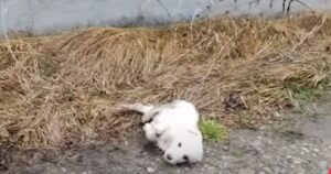 Investono un cagnolino e scappano: il cucciolo sofferente rimasto in strada chiede aiuto (VIDEO)