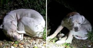 Abbandonato in una palude, cane malato vede un barlume di luce e si dirige verso di esso in cerca di aiuto