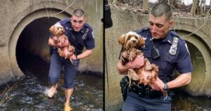 Il gesto eroico del poliziotto che salva il cucciolo scappato in un tunnel diventa virale (VIDEO)