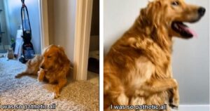 La sceneggiata del Golden Retriever che preoccupa tutti con un finto problema (VIDEO)