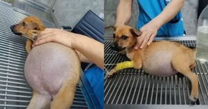 La sua pancia era così gonfia che stava per esplodere e non riusciva a respirare: il cucciolo di 2 mesi aveva bisogno di aiuto (VIDEO)