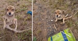 Cagnolino paralizzato abbandonato sulla strada, affamato e tremante sotto la pioggia diventa un simbolo di speranza