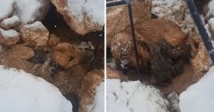 Cagnolina partorisce i cuccioli al gelo, li protegge col suo corpo cercando di tenerli al caldo