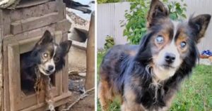 Cagnolino cieco tenuto incatenato in una cuccia stretta per oltre 13 anni (VIDEO)