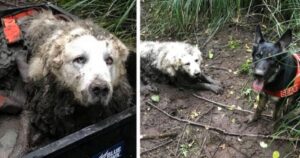 Cagnolino sordo e anziano rimane bloccato nel fango per due giorni: miracolosamente salvato da un altro cane