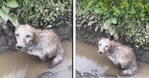 Cagnolino rimasto intrappolato in un fosso tutto sporco, chiedeva disperato aiuto ai passanti (VIDEO)