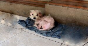 Cagnolino viveva 24 ore al giorno legato perché era molto malato: la sua trasformazione è sorprendente (VIDEO)