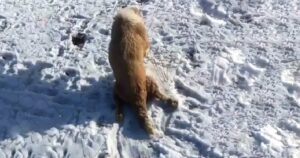 Una cagnolina incinta paralizzata rimane bloccata sulla neve alla ricerca disperata di un aiuto