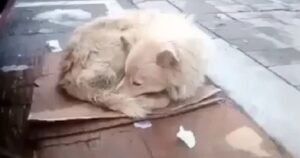 Cagnolina si è rannicchiata in strada cercando di riscaldarsi dal gelo: sola e triste aspettava il ritorno del suo padrone (VIDEO)