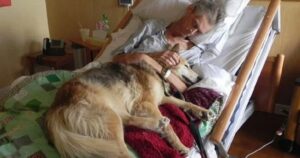 L’ultimo desiderio prima di morire: riabbracciare il suo cane. Il commovente addio ha emozionato tutti