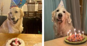 Festeggiano il compleanno del Golden Retriever senza dimenticare suo fratello morto prematuramente