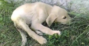 Cucciolo con evidenti problemi alle zampe ha una seconda possibilità. Ecco come si lascia alle spalle la vita da randagio (VIDEO)