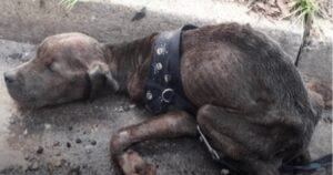 Cucciolo di pitbull abbandonato nelle fogne rischiava di morire: l’arrivo dei soccorritori gli ha cambiato la vita