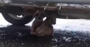 Cagnolina abbandonata con i suoi cuccioli che soffrono di scabbia cercano riparo e calore sotto un’auto