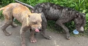 Due cagnoloni sono crollati sul terreno dopo essere stati cacciati via da persone senza cuore (VIDEO)