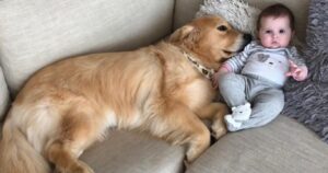 Golden Retriever e la sorellina umana si abbandonano a coccole affettuose (VIDEO)