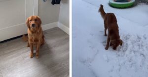 Golden Retriever si dispera perché pensa che il suo padrone lo abbia lasciato a casa e sia andato a giocare sulla neve senza di lui (VIDEO)