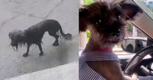 Cagnolina gettata nelle fogne oggi ha completamente un altro aspetto: eccola col suo abitino che “sfila in macchina” (VIDEO)