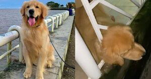 Golden Retriever rimane bloccato con la testa nella ringhiera del balcone (VIDEO)