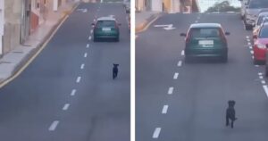 Colta in flagrante: lancia il cagnolino dal finestrino dell’auto e scappa a Tenerife (VIDEO)