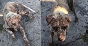 L’incredibile trasformazione di un cucciolo randagio ad un passo dalla morte (VIDEO)