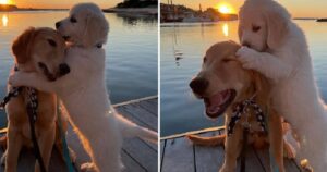 Golden Retriever e un Labrador si confortano a vicenda dopo aver ricevuto un rimprovero dai padroni