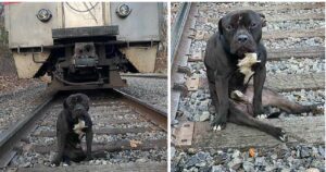 Il ritrovamento di un cane abbandonato in una ferrovia ha portato ad una triste verità sul suo passato